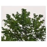 Scarlet Jewell Red Maple Acer Rubrum Bailcraig 2.5" caliper, Ball & Burlap SKU#6084