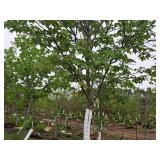 Scarlet Jewell Red Maple Acer Rubrum Bailcraig 2.5" caliper, Ball & Burlap SKU#6084