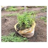 Scarlet Jewell Red Maple Acer Rubrum Bailcraig 2.5" caliper, Ball & Burlap SKU#6084