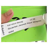 Scarlet Jewell Red Maple Acer Rubrum Bailcraig 2.5" caliper, Ball & Burlap SKU#6084