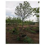 Linden, Boulevard Tilia Americana 3" caliper, Ball & Burlap SKU#7145