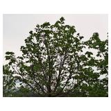 Linden, Boulevard Tilia Americana 3" caliper, Ball & Burlap SKU#7145