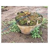 Linden, Boulevard Tilia Americana 3" caliper, Ball & Burlap SKU#7145