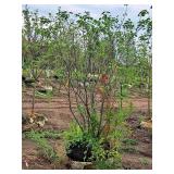 Serviceberry Clump, Autumn Brilliance 6