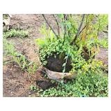 Serviceberry Clump, Autumn Brilliance 6