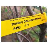 Serviceberry Clump, Autumn Brilliance 6