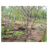 Ivory Silk Japanese Lilac Syringa Reticulata 1.5" caliper, Ball & Burlap SKU#1781