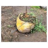 Ivory Silk Japanese Lilac Syringa Reticulata 1.5" caliper, Ball & Burlap SKU#1781