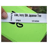 Ivory Silk Japanese Lilac Syringa Reticulata 1.5" caliper, Ball & Burlap SKU#1781