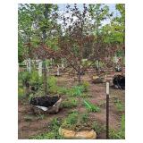 Royal Raindrops Crabapple Malus JFS-KW5 1.5" caliper, Ball & Burlap SKU#7861