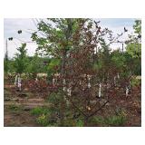 Royal Raindrops Crabapple Malus JFS-KW5 1.5" caliper, Ball & Burlap SKU#7861