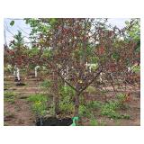 Royal Raindrops Crabapple Malus JFS-KW5 1.5" caliper, Ball & Burlap SKU#7861