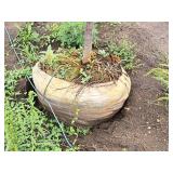 Royal Raindrops Crabapple Malus JFS-KW5 1.5" caliper, Ball & Burlap SKU#7861