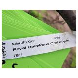 Royal Raindrops Crabapple Malus JFS-KW5 1.5" caliper, Ball & Burlap SKU#7861