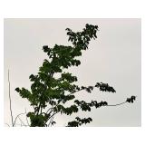 Elm, Triumph Ulmus Morton Glossy 3" caliper, Ball & Burlap SKU#1665