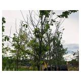 Elm, Triumph Ulmus Morton Glossy 3" caliper, Ball & Burlap SKU#1665