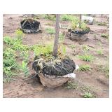 Elm, Triumph Ulmus Morton Glossy 3" caliper, Ball & Burlap SKU#1665