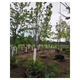 Armstrong Maple Acer Rebrum Armstrong 2.5" caliper, Ball & Burlap SKU#6024