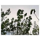 Armstrong Maple Acer Rebrum Armstrong 2.5" caliper, Ball & Burlap SKU#6024