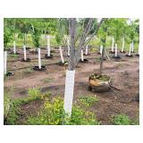 Armstrong Maple Acer Rebrum Armstrong 2.5" caliper, Ball & Burlap SKU#6024