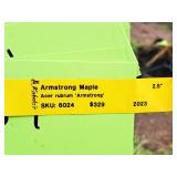 Armstrong Maple Acer Rebrum Armstrong 2.5" caliper, Ball & Burlap SKU#6024