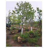 Scarlet Jewell Red Maple Acer Rubrum Bailcraig 2.5" caliper, Ball & Burlap SKU#6084