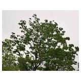 Scarlet Jewell Red Maple Acer Rubrum Bailcraig 2.5" caliper, Ball & Burlap SKU#6084