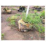 Scarlet Jewell Red Maple Acer Rubrum Bailcraig 2.5" caliper, Ball & Burlap SKU#6084