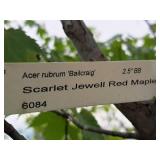 Scarlet Jewell Red Maple Acer Rubrum Bailcraig 2.5" caliper, Ball & Burlap SKU#6084
