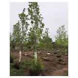 Armstrong Maple Acer Rebrum Armstrong 2.5" caliper, Ball & Burlap SKU#6024