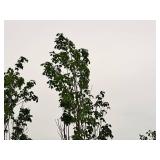 Armstrong Maple Acer Rebrum Armstrong 2.5" caliper, Ball & Burlap SKU#6024