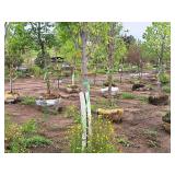 Armstrong Maple Acer Rebrum Armstrong 2.5" caliper, Ball & Burlap SKU#6024