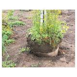 Armstrong Maple Acer Rebrum Armstrong 2.5" caliper, Ball & Burlap SKU#6024