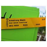 Armstrong Maple Acer Rebrum Armstrong 2.5" caliper, Ball & Burlap SKU#6024