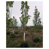 Armstrong Maple Acer Rebrum Armstrong 2.5" caliper, Ball & Burlap SKU#6024