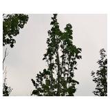 Armstrong Maple Acer Rebrum Armstrong 2.5" caliper, Ball & Burlap SKU#6024