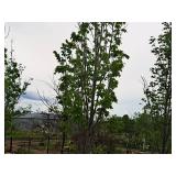 Armstrong Maple Acer Rebrum Armstrong 2.5" caliper, Ball & Burlap SKU#6024