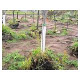 Armstrong Maple Acer Rebrum Armstrong 2.5" caliper, Ball & Burlap SKU#6024