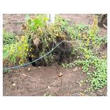 Armstrong Maple Acer Rebrum Armstrong 2.5" caliper, Ball & Burlap SKU#6024