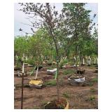 Ivory Silk Japanese Lilac 2.5" caliper, Ball & Burlap SKU#5682