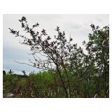 Ivory Silk Japanese Lilac 2.5" caliper, Ball & Burlap SKU#5682