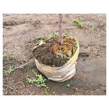 Ivory Silk Japanese Lilac 2.5" caliper, Ball & Burlap SKU#5682