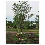 Ivory Silk Japanese Lilac 2.5" caliper, Ball & Burlap SKU#5682