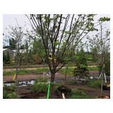 Ivory Silk Japanese Lilac 2.5" caliper, Ball & Burlap SKU#5682