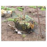 Ivory Silk Japanese Lilac 2.5" caliper, Ball & Burlap SKU#5682