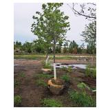 Redmond Linden Tilia Americana Redmond 2.5" caliper, Ball & Burlap SKU#1553