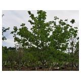 Scarlet Jewell Red Maple Acer Rubrum Bailcraig 2.5" caliper, Ball & Burlap SKU#6084