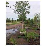 Scarlet Jewell Red Maple Acer Rubrum Bailcraig 2.5" caliper, Ball & Burlap SKU#6084