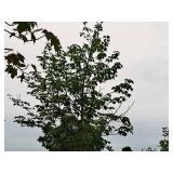 Scarlet Jewell Red Maple Acer Rubrum Bailcraig 2.5" caliper, Ball & Burlap SKU#6084