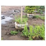 Scarlet Jewell Red Maple Acer Rubrum Bailcraig 2.5" caliper, Ball & Burlap SKU#6084